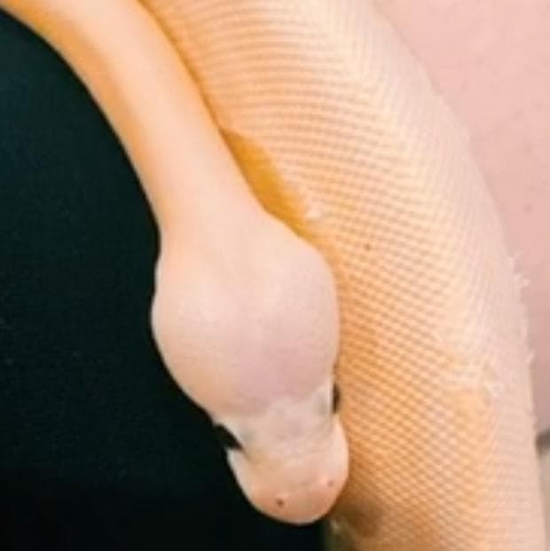 Nemo The Snake