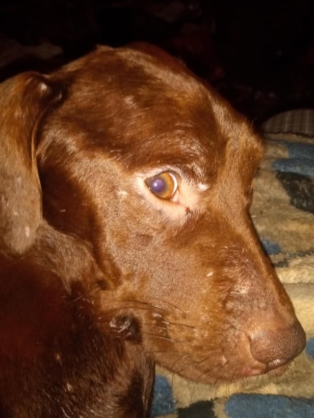 Hershey Surratt
