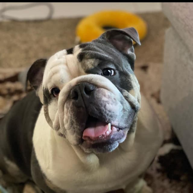 Diesel ray Sanders